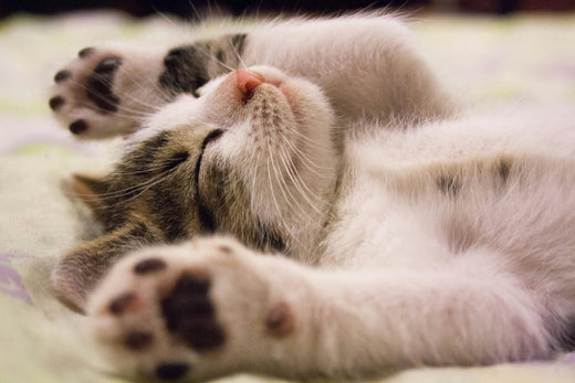 Accueillir un chaton en appartement : 7 conseils essentiels pour une adoption réussie