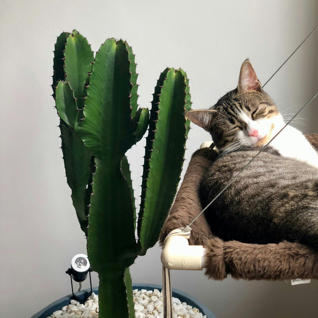 Confort & Couchages