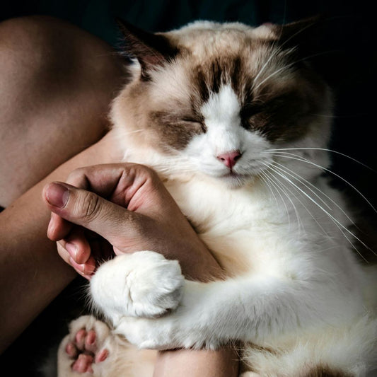 Comment rendre son chat d’intérieur heureux : Guide complet pour un matou épanoui