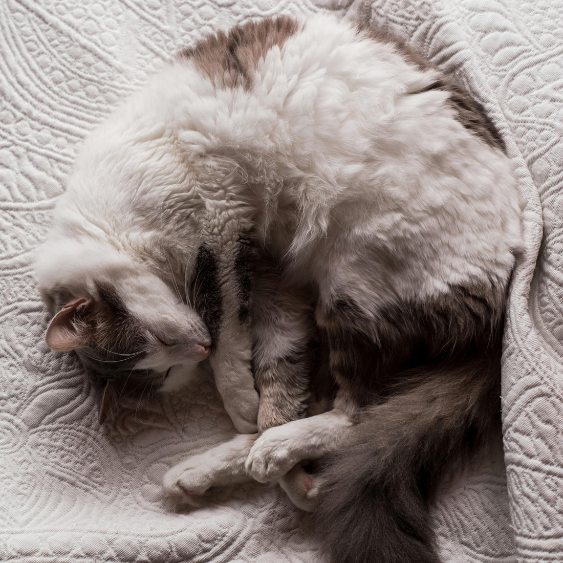 Pourquoi les chats patounent-ils ?