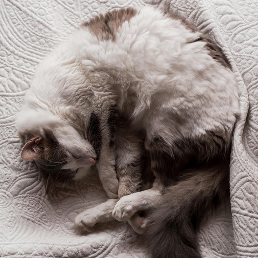 Pourquoi les chats patounent-ils ?